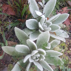 Lamb's Ear