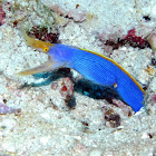 Ribbon eel