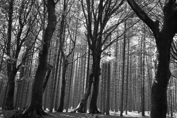 Aspromonte di zophe