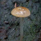 Mycena carmeliana