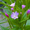 Northern Willow-herb