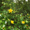 Cedarglade St. Johns wort