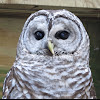 Barred Owl