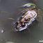 Rio Grande Leopard Frogs