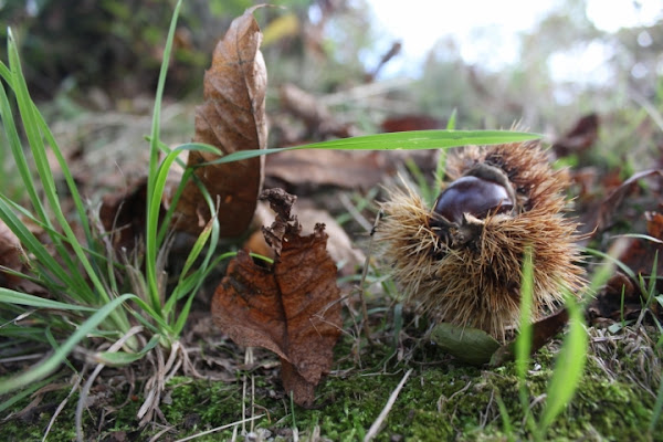 Il Sapore dell'Autunno di motsdebois