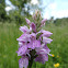 Heath spotted-orchid