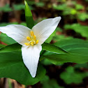 Pacific Trillium