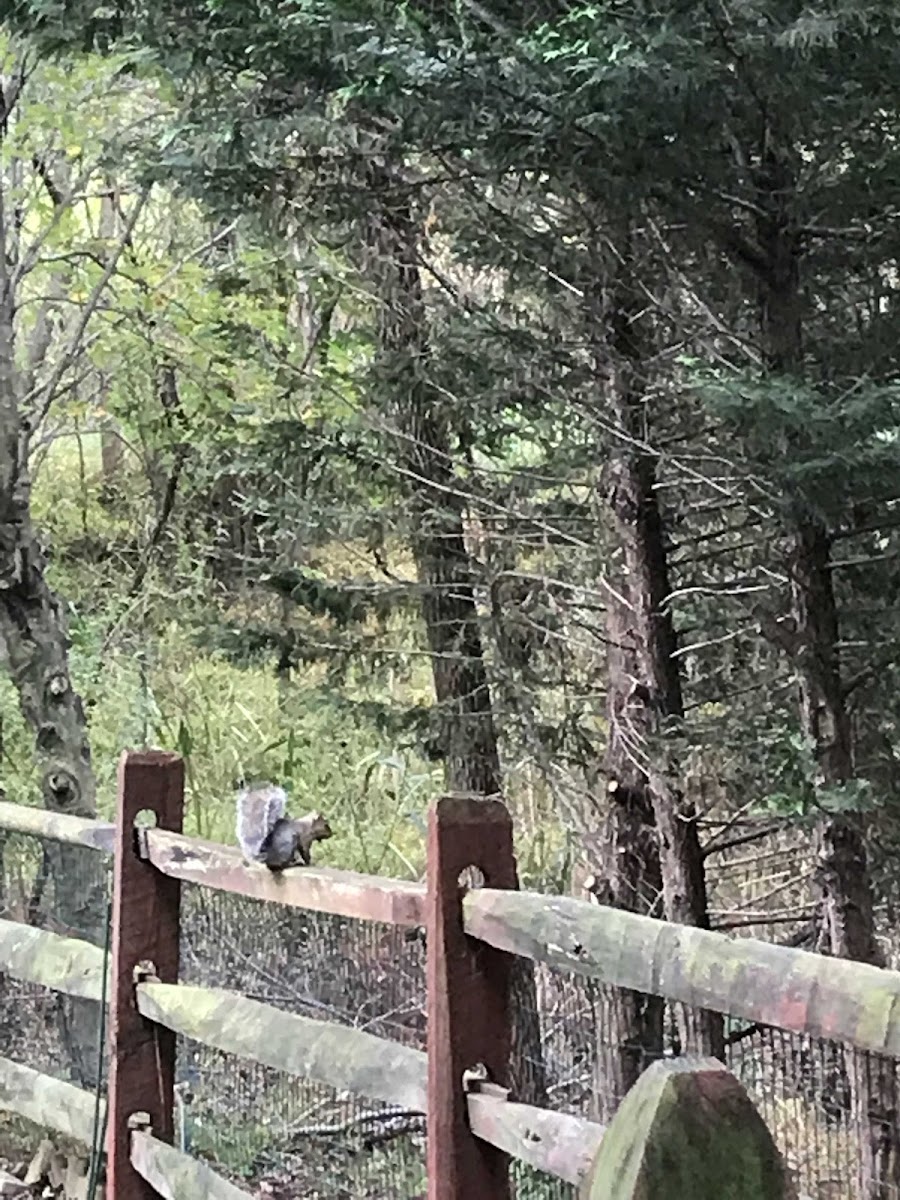 Eastern Gray Squirrel