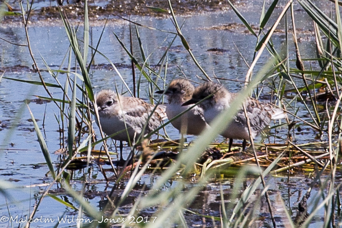 Whiskered Tern chicks; Fumarel Cariblanco