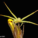 Crab spider - female