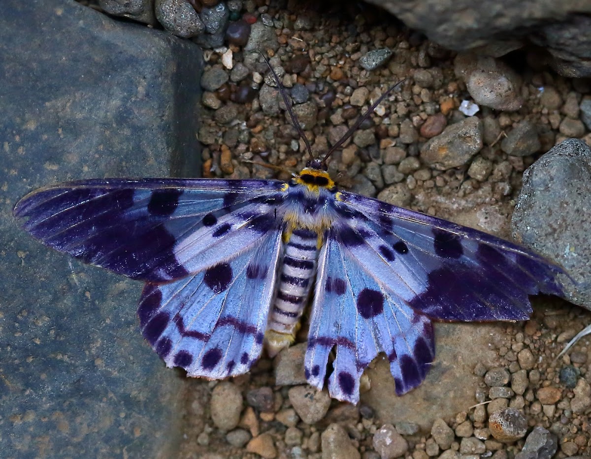 Blue Tiger Moth