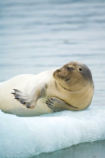A bearded seal lolls on pack ice in Svalbard, Norway, during a Lindblad Expedition.
