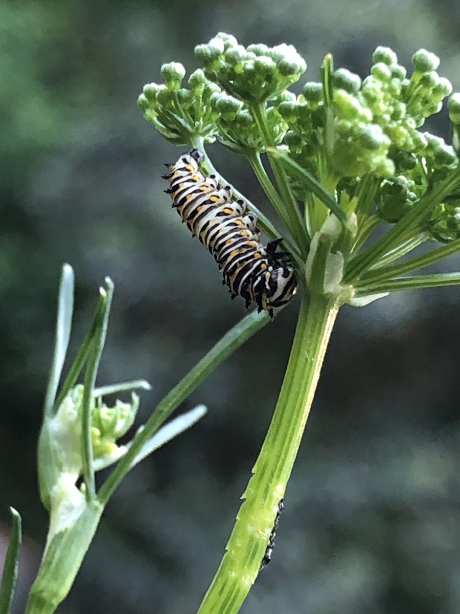 Eastern Black Swallowtail Caterpillar