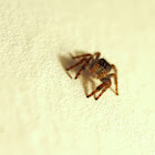 Daring Jumping Spider