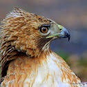 red-tailed hawk