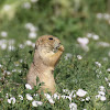 Black-tailed Prairie Dog