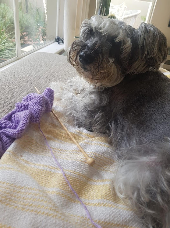 A STITCH IN TIME: Can you beat this, Boris? Lily has learnt to knit during the lockdown. Picture: SANDI HARRISON