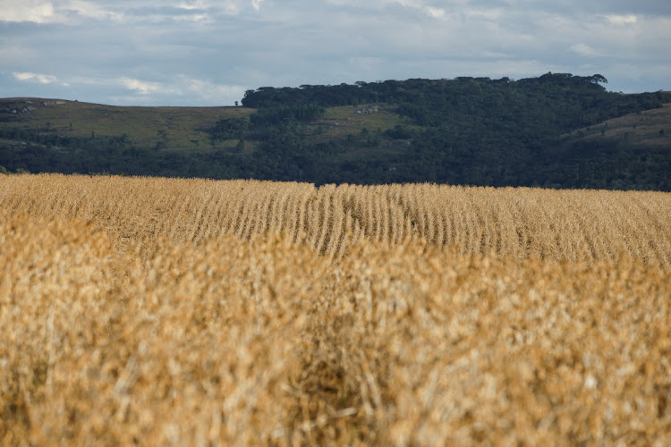 The Black Sea deal was extended last week for the third time after Russia agreed to a further two months. But Moscow has been threatening to quit unless a list of demands to improve its own food and fertiliser exports are met.