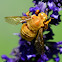 The Valley Carpenter Bee