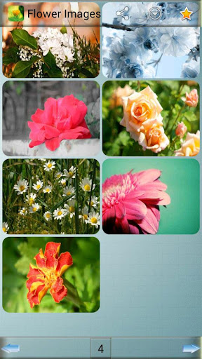 免費下載娛樂APP|Flower Images app開箱文|APP開箱王