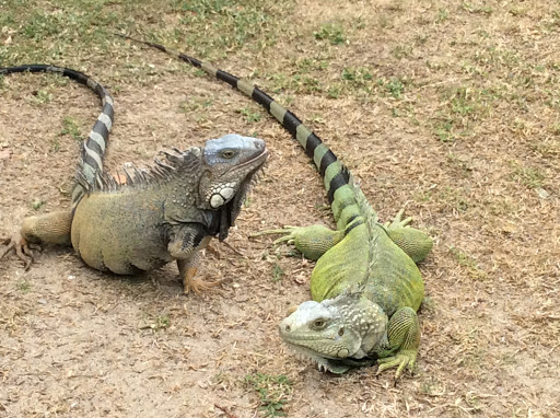 Iguanas in Puerto Rico 4feet long