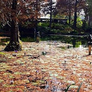 菁芳園 Tenway Garden／花園餐廳／落羽松