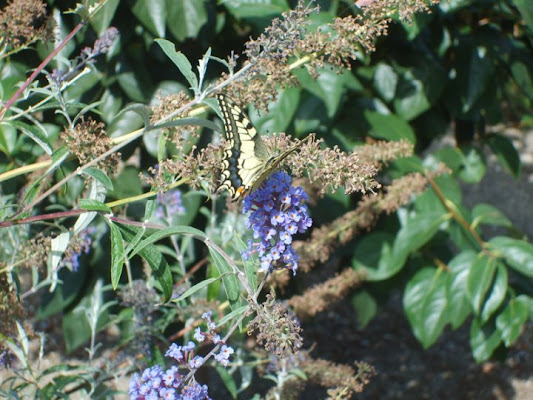 Papilio di La Vale