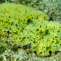 Lettuce Sea Slug