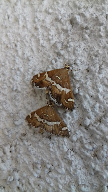 Beet Webworm Moth