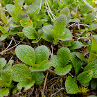 Alpine Bearberry