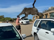 During a trip to Cape Town, a lunging baboon scared YouTuber Logan Paul.