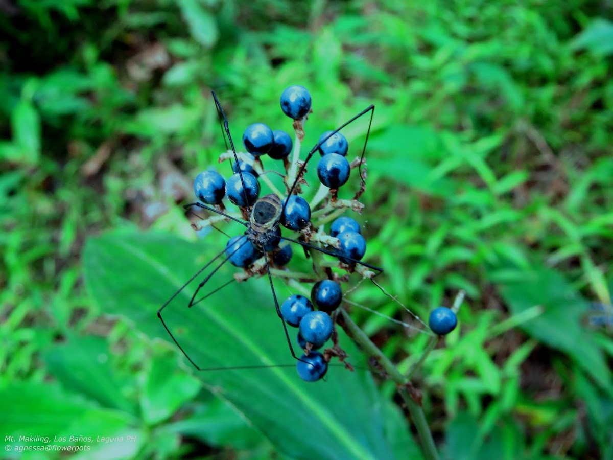 Harvestman