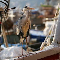 l'attesa di 