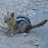 Golden mantled ground squirrel