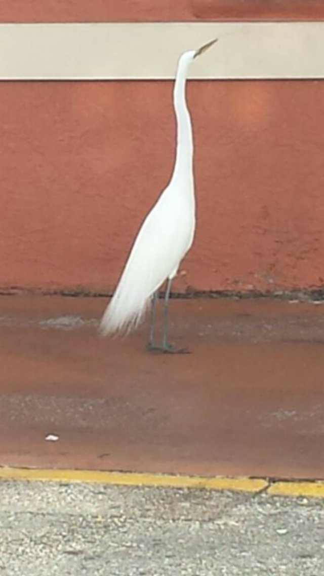 Great Egret