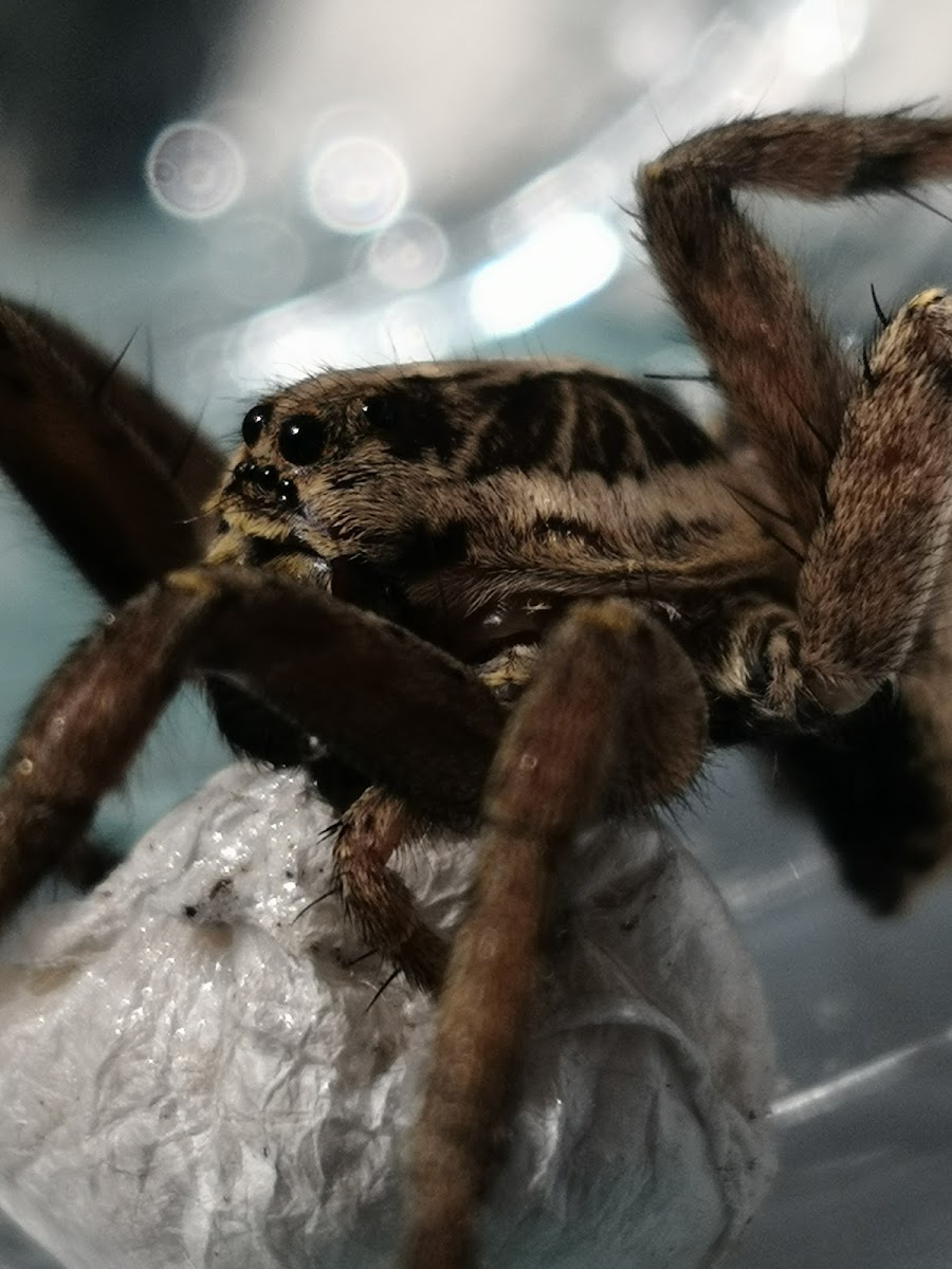 Jumping spiders