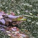 American Bullfrog