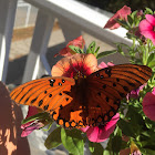 Gulf Fritillary, male