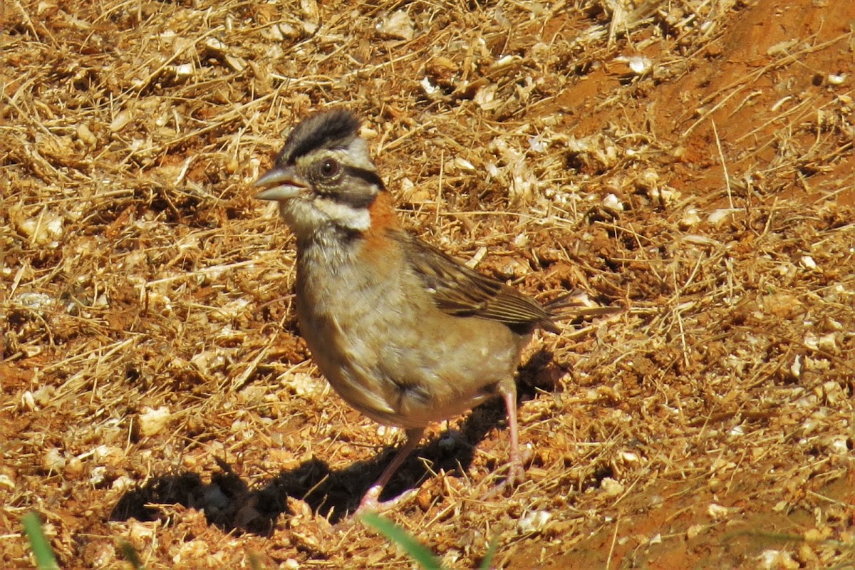 Rufous-collared Sparrow