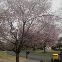 Eastern redbud