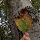 Sugar Maple Tree