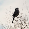 Southern Grey Shrike; Alcaudón Real