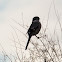 Southern Grey Shrike; Alcaudón Real