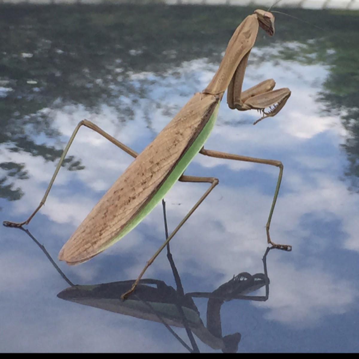 Chinese Mantis