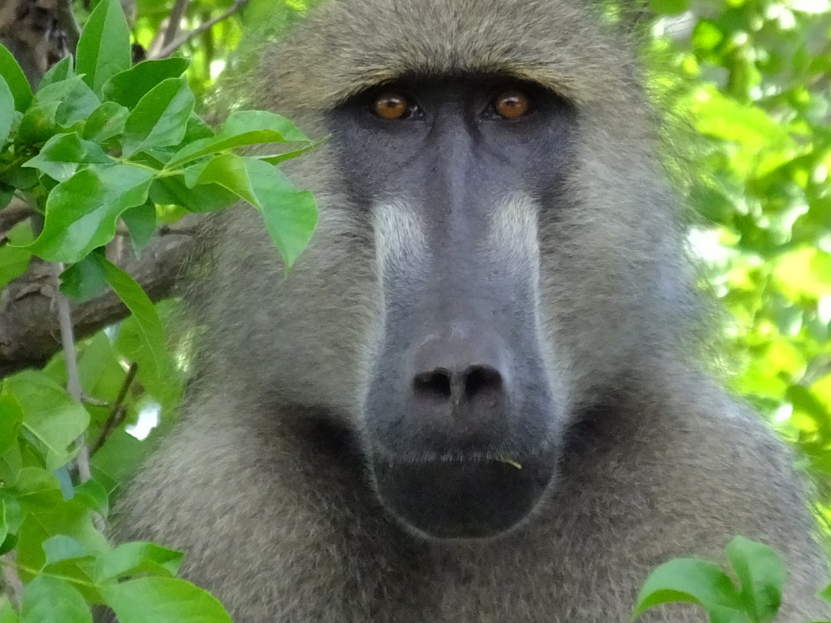 baboon