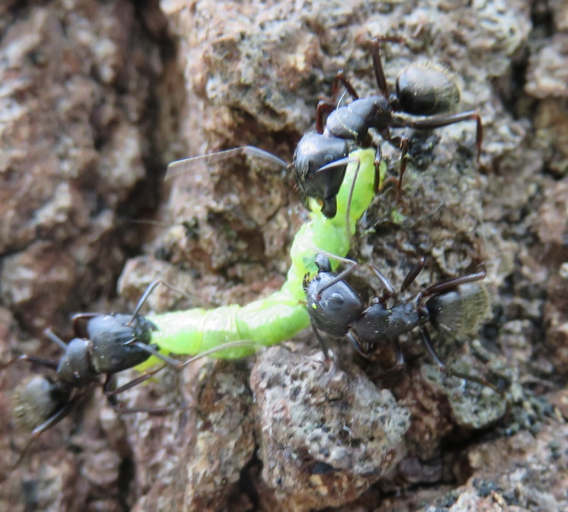 Eastern Black Carpenter Ant