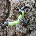 Eastern Black Carpenter Ant