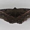 Black Witch Moth