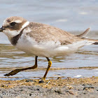 Ringed Plover; Chorlitejo Grande