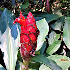 Red Cigar Ginger